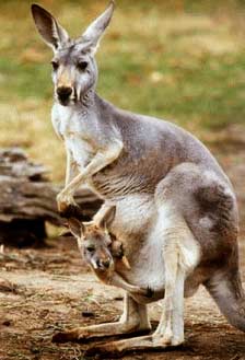 Kangaroo (Macropodidae) - Ancient baby animal