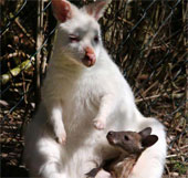 Kangaroo mother in white gives birth to brown baby