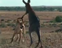 Kangaroo roars with wild dogs