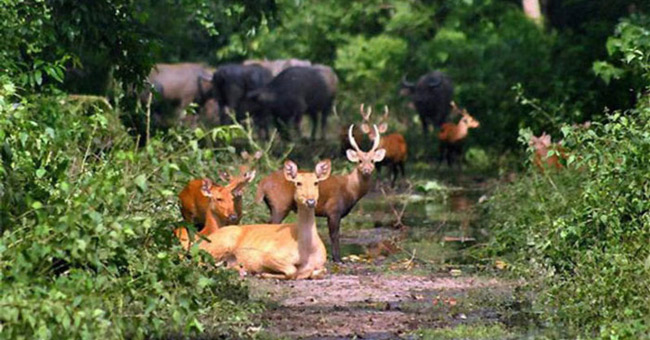 Kaziranga National Park