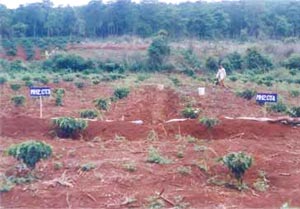 Keep ecological balance in the soil