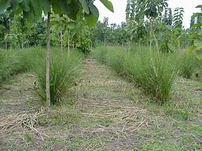 Keep fertility for perennial crop land