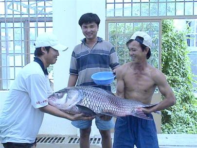 Keep precious fish for the Mekong