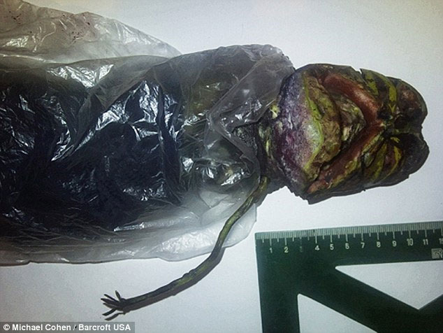Keep the 'alien creature' in the refrigerator