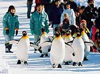 Keep waist for penguins