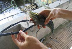 Keeping freshwater prawn through the east