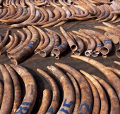 Kenya confiscated two tons of ivory