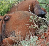 Kenya employs 1,000 rangers to combat elephant poaching