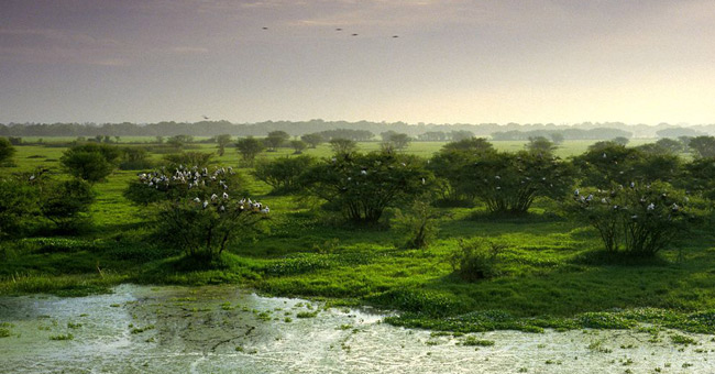Keoladeo National Park - India