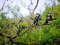 Khanh Hoa: Detecting 110 black-shanked douc langurs