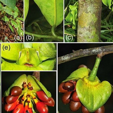 Khanh Hoa found many new plant species in Hon Ba area