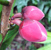 Khanh Hoa proposes to preserve and multiply Krempf flower tea