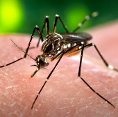 Khanh Hoa released ... mosquitoes to the island to raise