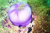 Khanh Hoa: Successfully revived Hon Lao coral reef