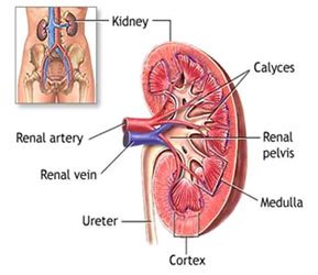 Kidney disorders at an early age have long-term effects