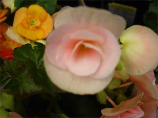 Kien Giang: Discovering new plant species