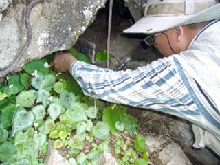 Kien Giang limestone mountain - precious capital for biodiversity