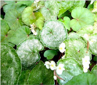 Kien Giang: Officially announced new plant species discovered