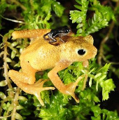 Kihansi toad is released to the wild