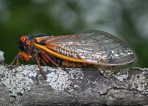 Kill cicada larvae that harm coffee?