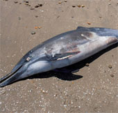Kill dolphins as prey for shark hunting