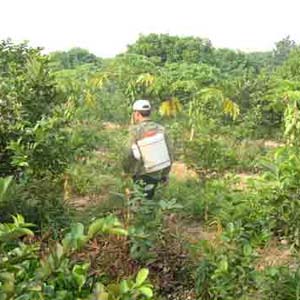 Kill fruit flies with biotechnology