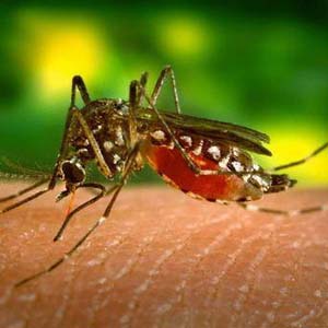 Kill insects with 'tips'
