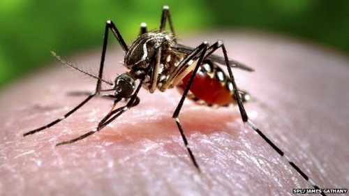 Kill mosquitoes carrying malaria parasites with foot odor