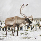 Kill reindeer and mouse to protect birds