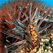 Kill starfish with new methods to protect corals
