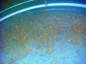 Kill the larvae with ... bacteria