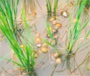 Kill yellow snail with medicine made from plants