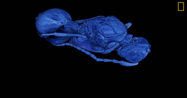 Killer bee parasites hidden in flies pupae 35 million years