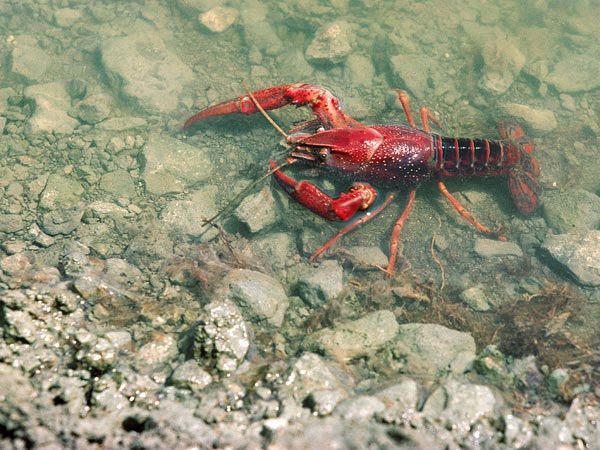 Killer shrimp 'annexed' African creatures