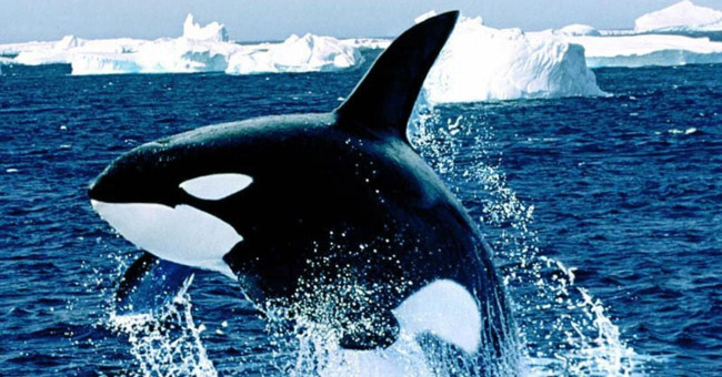 Killer whales and white sharks: Who is the sea god?