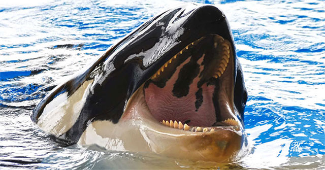 Killer whales can die from ... toothache