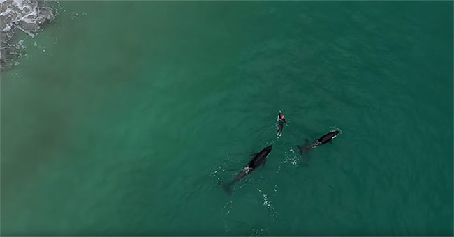 Killer whales encircle seafarers in New Zealand