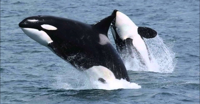 Killer whales sneak in fishermen to cut all fish