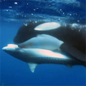 Killer whales tore tiger sharks into pieces
