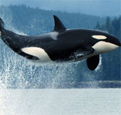 Killer whales will have the world's largest artificial shelter in the United States