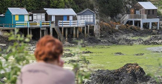 Killing algae in a snap appearing on six French beaches
