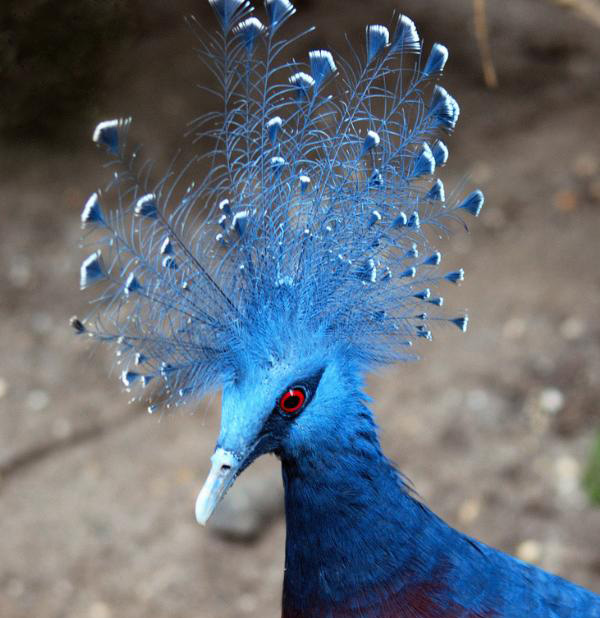Kind of unfamiliar love of the blue conical hat dove