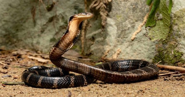 King cobra - The world's largest reading venom