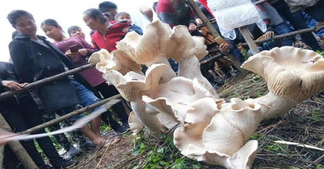 'King mushroom' is almost a meter tall in China