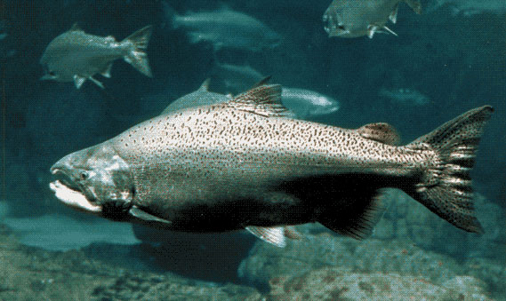 King salmon disappeared from Alaska