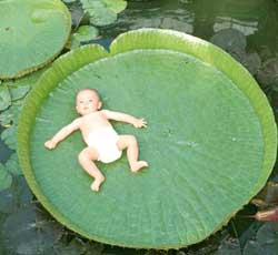 King Victoria regia king