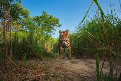 Kingdom of elephants and tigers