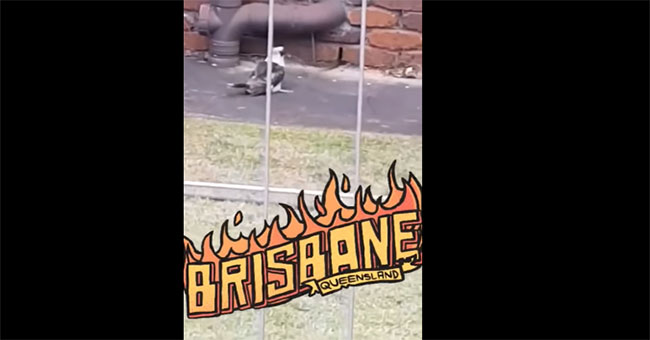 Kingfisher bird drags snake neck out of brick wall