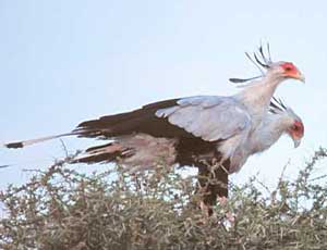 Kite eating snakes