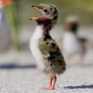 Kiwi child called mom